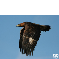 گونه عقاب طلایی Golden Eagle